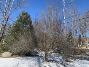 apple tree before pruning