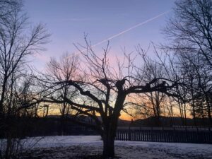 apple tree after pruning
