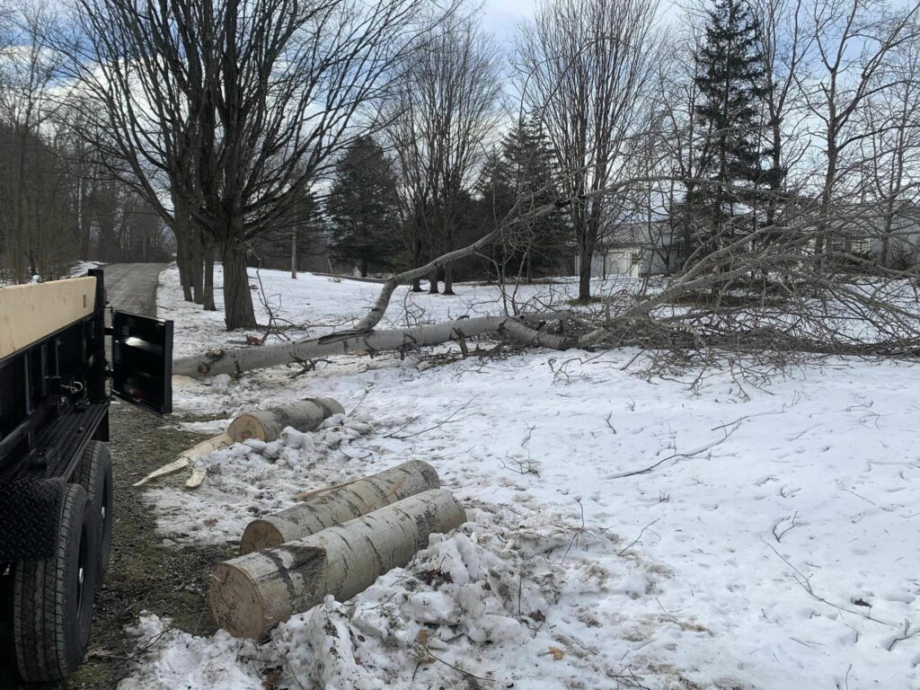 poplar tree on the ground after a wind storm