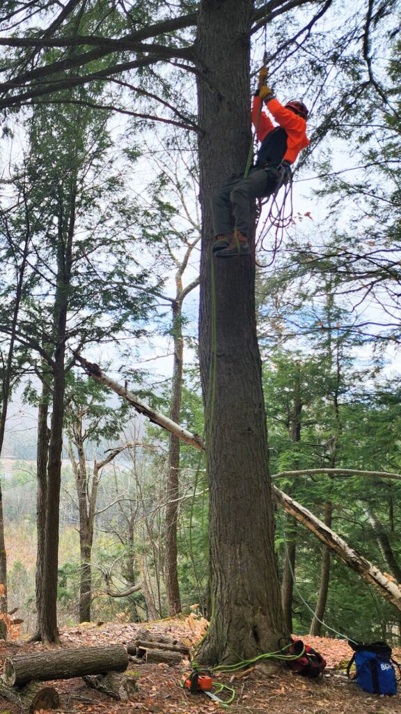 an arborist with climbing and safety gear uses a rope to climb a hemlock tree