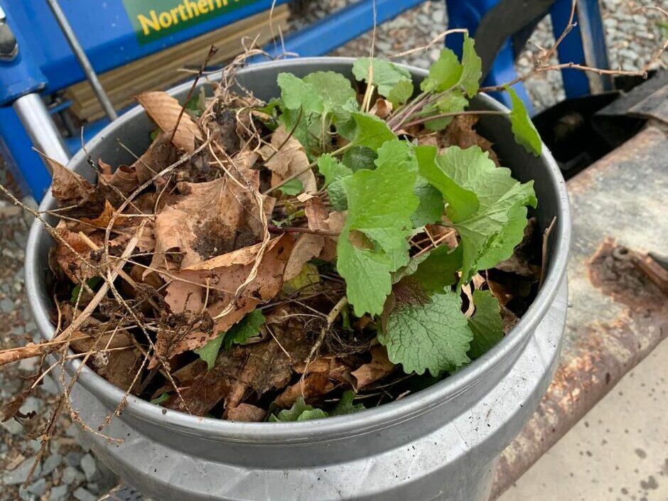 garlic mustard placed in a bucket for safe disposal
